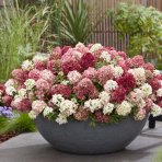 Hortenzia metlinatá (Hydrangea paniculata) ´GROUNDBREAKER® RUBY´ by LIVING CREATIONS®´ - výška 10-20 cm, kont. C2L